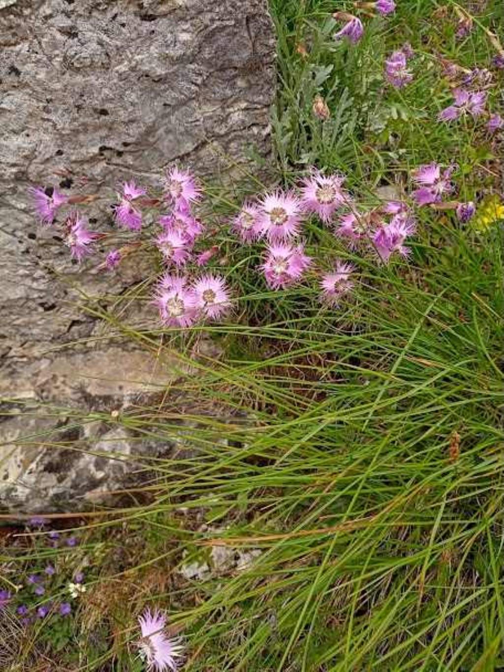 quale Dianthus?